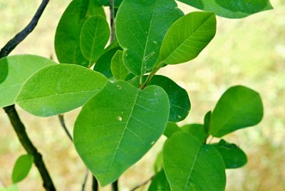 Magnolia sieboldii - šácholan Sieboldův - letní listy